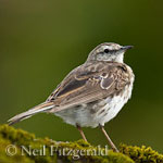 New Zealand pipit