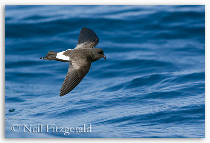 New Zealand storm-petrel in flight