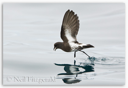 New Zealand storm petrel