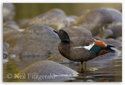 Male paradise shelduck calling Male paradise shelduck