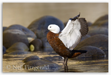 Female paradise shelduck flapping after preening Female paradise shelduck