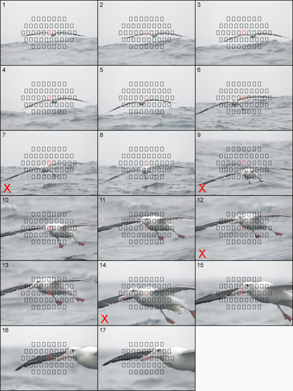Royal albatross flight sequence