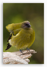 photo of a New Zealand bellbird
