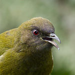 photo of a New Zealand bellbird