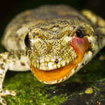 Forest gecko