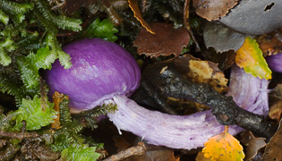 Fungi photos