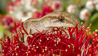 Reptile and frog photos