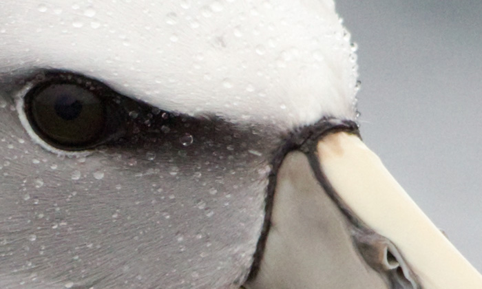 Close up of Salvin's albatross portrait