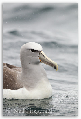 Salvin's albatross portrait