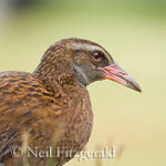 western weka